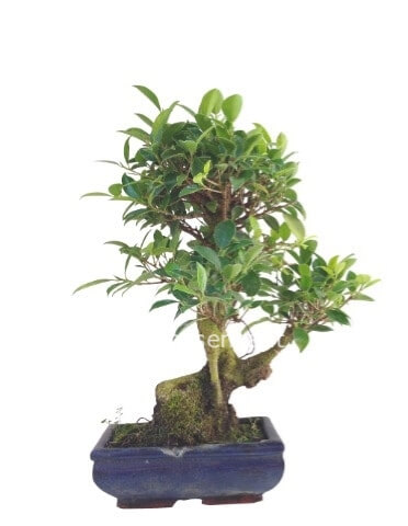 Bonsai con vaso