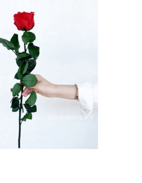 Rosa eterna stabilizzata a stelo lungo