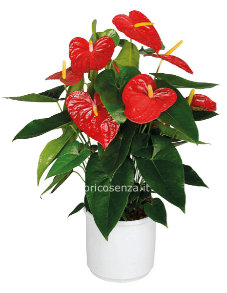 Pianta di Anthurium
