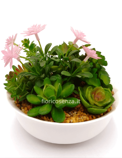 Mix di piantine grasse